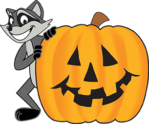 Racoon